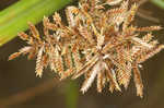 Fuzzy flatsedge